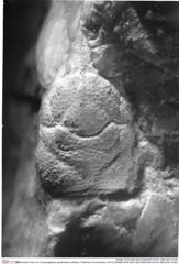 Historisches Foto von Cracensigillatus gracilirostrus (Robins, Feldmann & Schweitzer, 2013) (NHMW-AFW-GEO-BACHMAYER-FOTO-1990-0041-0165)